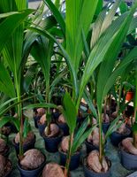 XL (150 cm) Echte Kokospalme.🌴 XL (150cm) COCOS NUCIFERA